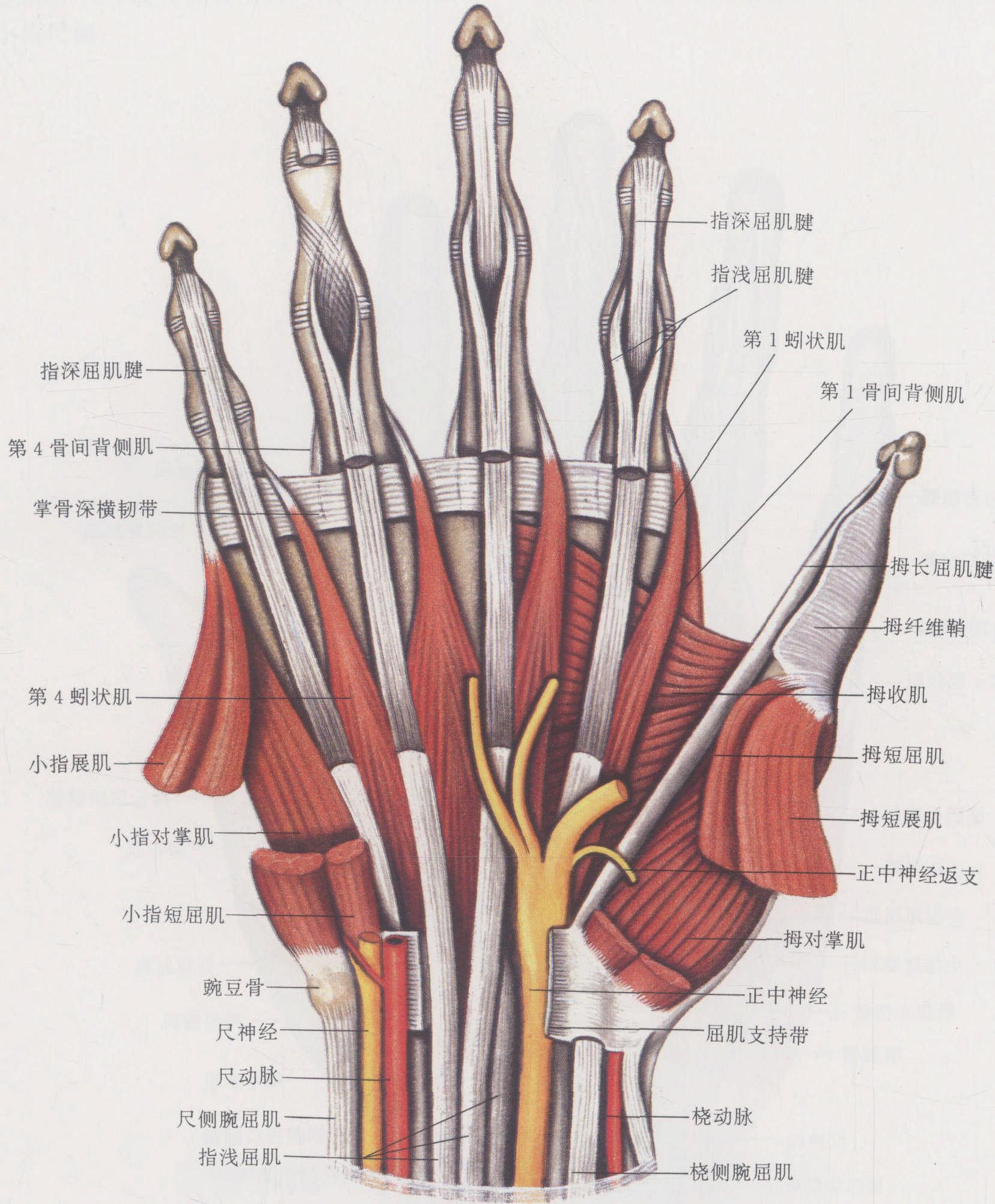 图6-34 手掌动脉和神经-手外科解剖学图鉴-医学